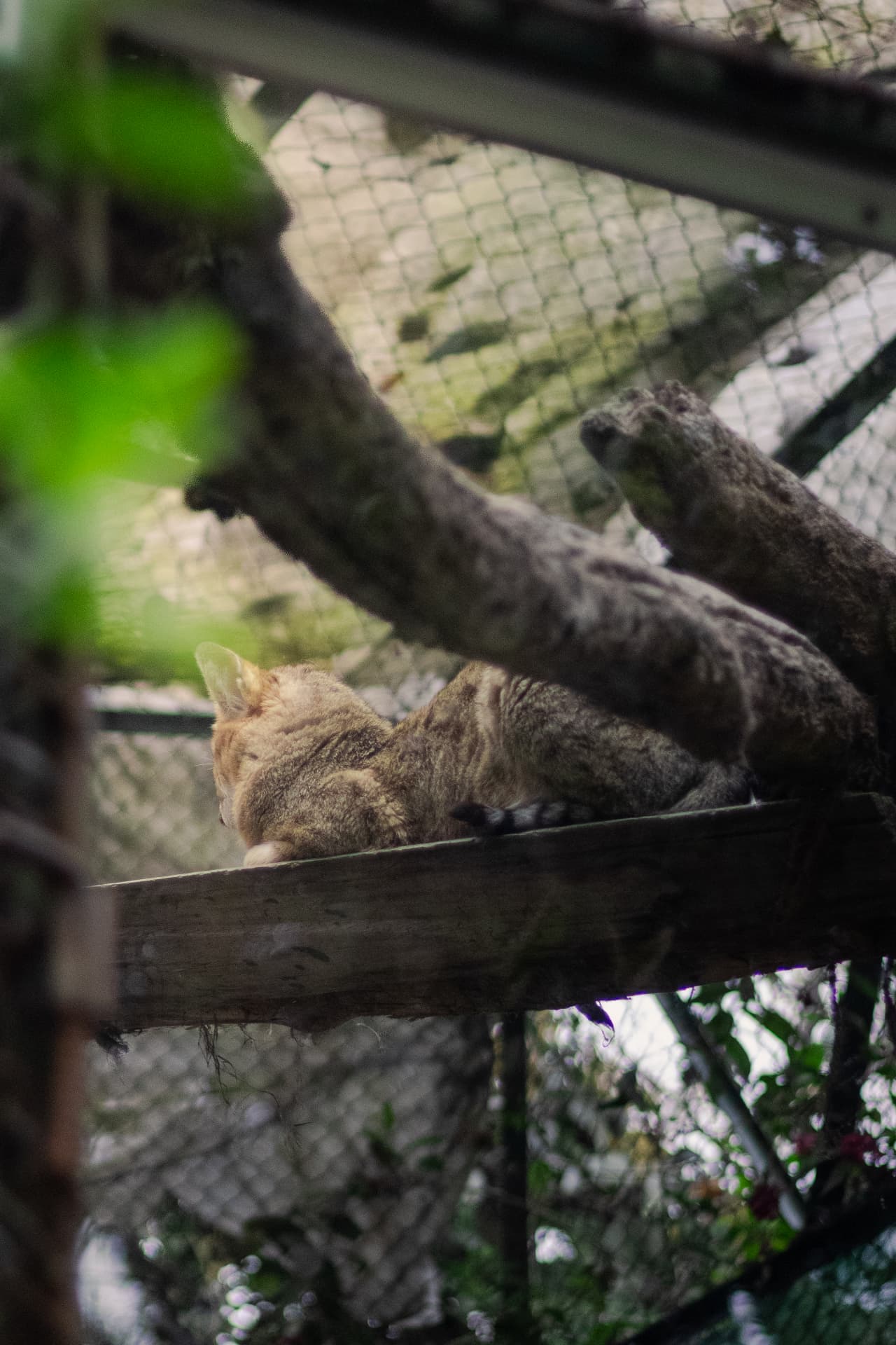 A brown tabby cat curled up asleep on a wooden plank inside a mesh enclosure, with tree branches and green leaves framing the composition.