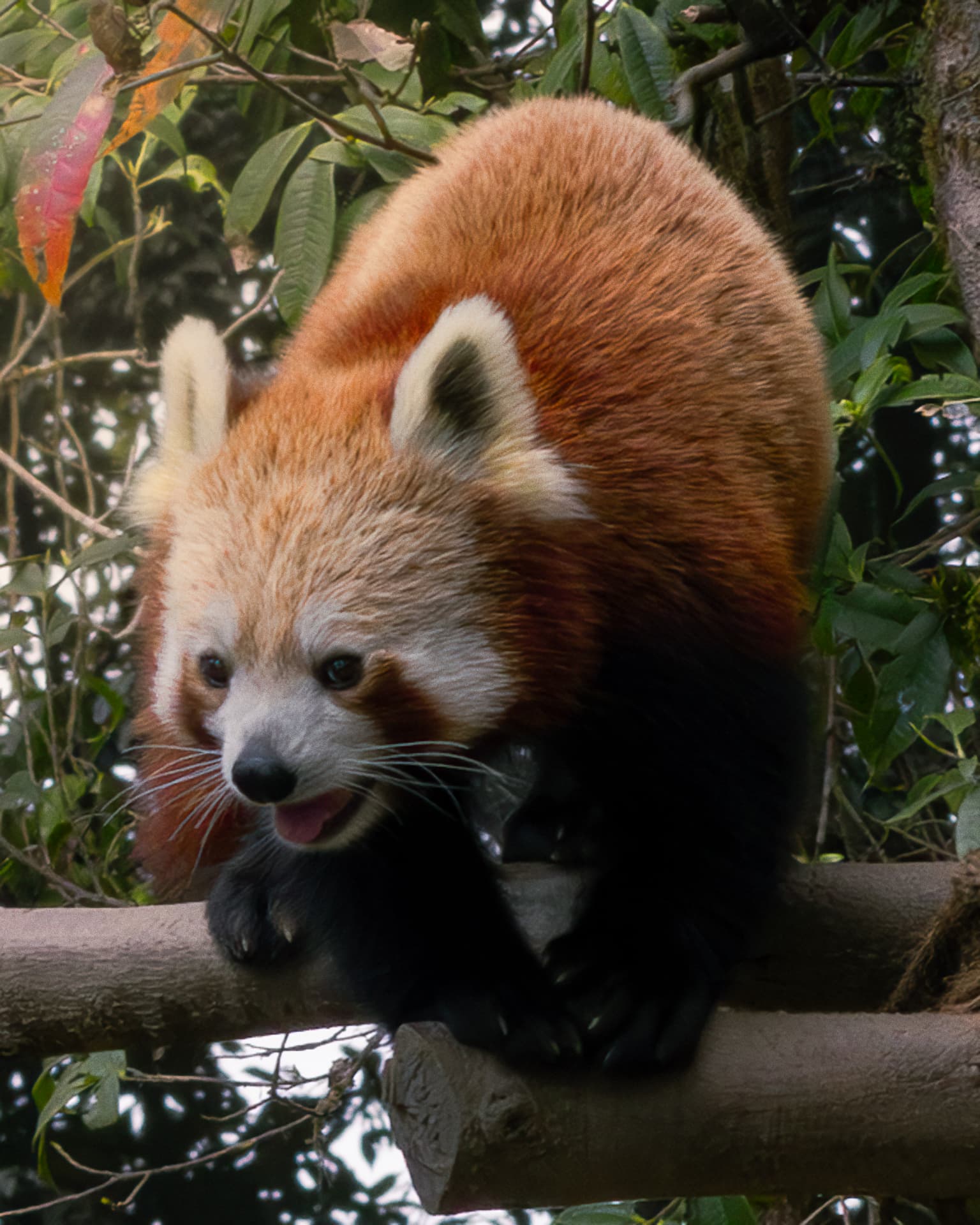 A red panda with rust-orange fur and white face perched on a horizontal tree branch, surrounded by green foliage, mouth slightly open.