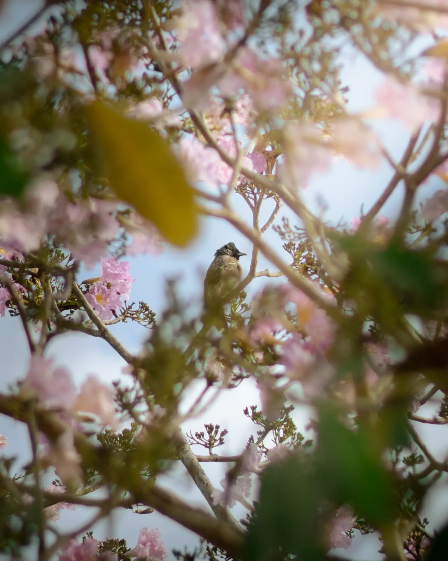 A red-vented bulbul perched on a thin branch inside a crepe myrtle tree in full pink bloom, framed by soft out-of-focus blossoms and leaves.