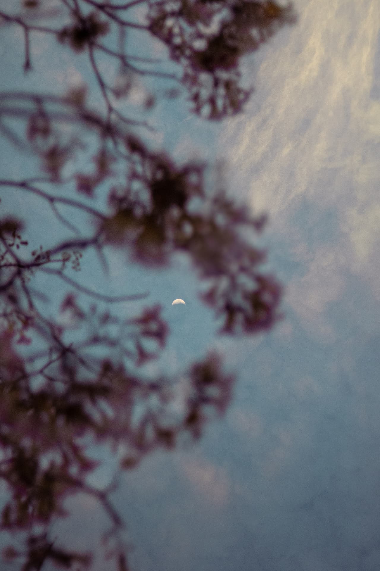 A half moon visible through a gap in blurred blossom-covered branches at dusk, with pale blue sky and warm sunlit clouds on the right.